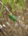 Dictyophara multireticulata